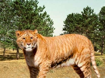 What do you get when you cross a Lion with a Tiger? A liger ... bred for its skills in magic. I remember when I was hip.